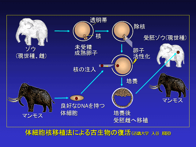 ビジュアル検索クエリイメージ